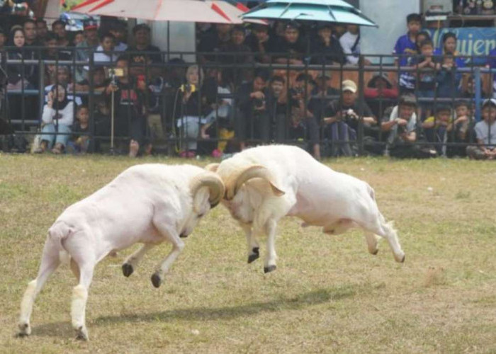 Bupati Garut Dorong Domba Garut Naik Kelas, Harga Ternak Unggulan Bisa Tembus Rp400 Juta